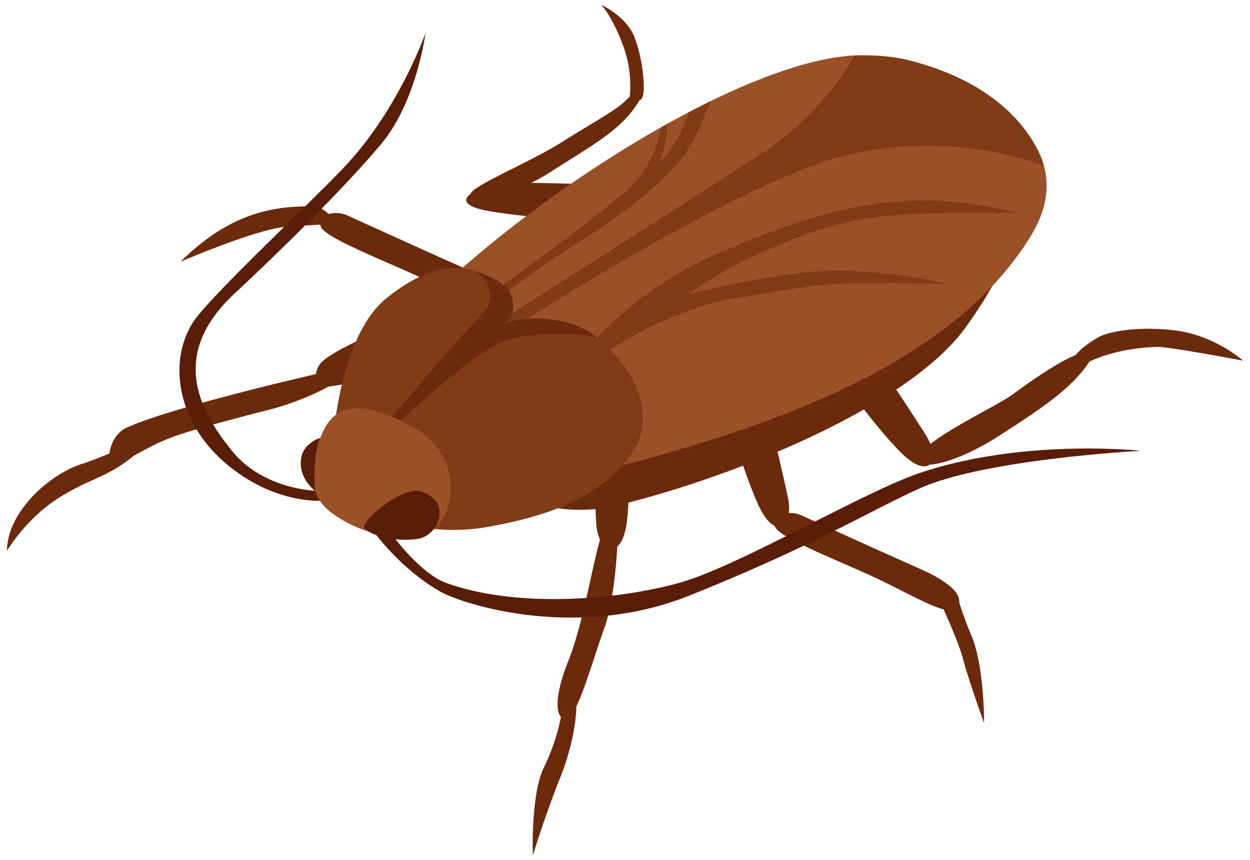 Detailed Brown Cockroach Clipart Illustration with Distinct Anatomical Features