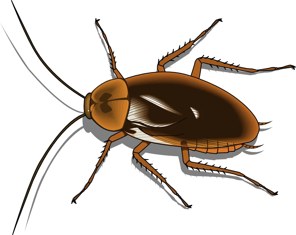 Detailed Realistic Brown Cockroach Clipart with Intricate Anatomical Features