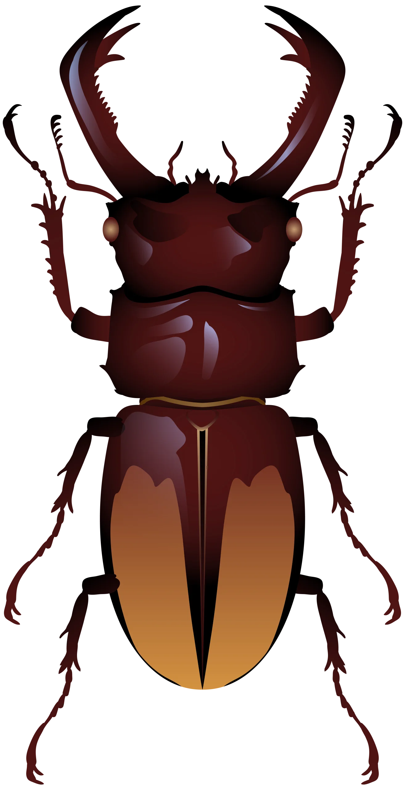 Detailed Stag Beetle Clipart Illustration with Intricate Anatomical Precision