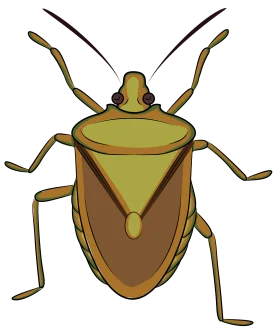 Detailed Stink Bug Clipart Illustration with Geometric Shape Design and Natural Colors