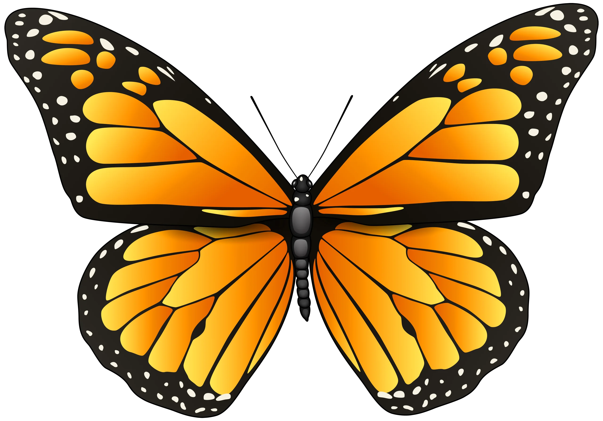 Majestic Monarch Butterfly Symmetrical Clipart Illustration Design
