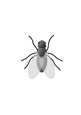 Minimalist Grayscale Fly Clipart with Translucent Wing Design