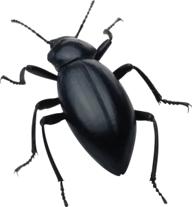 Monochromatic Black Beetle Clipart with Detailed Anatomical Precision
