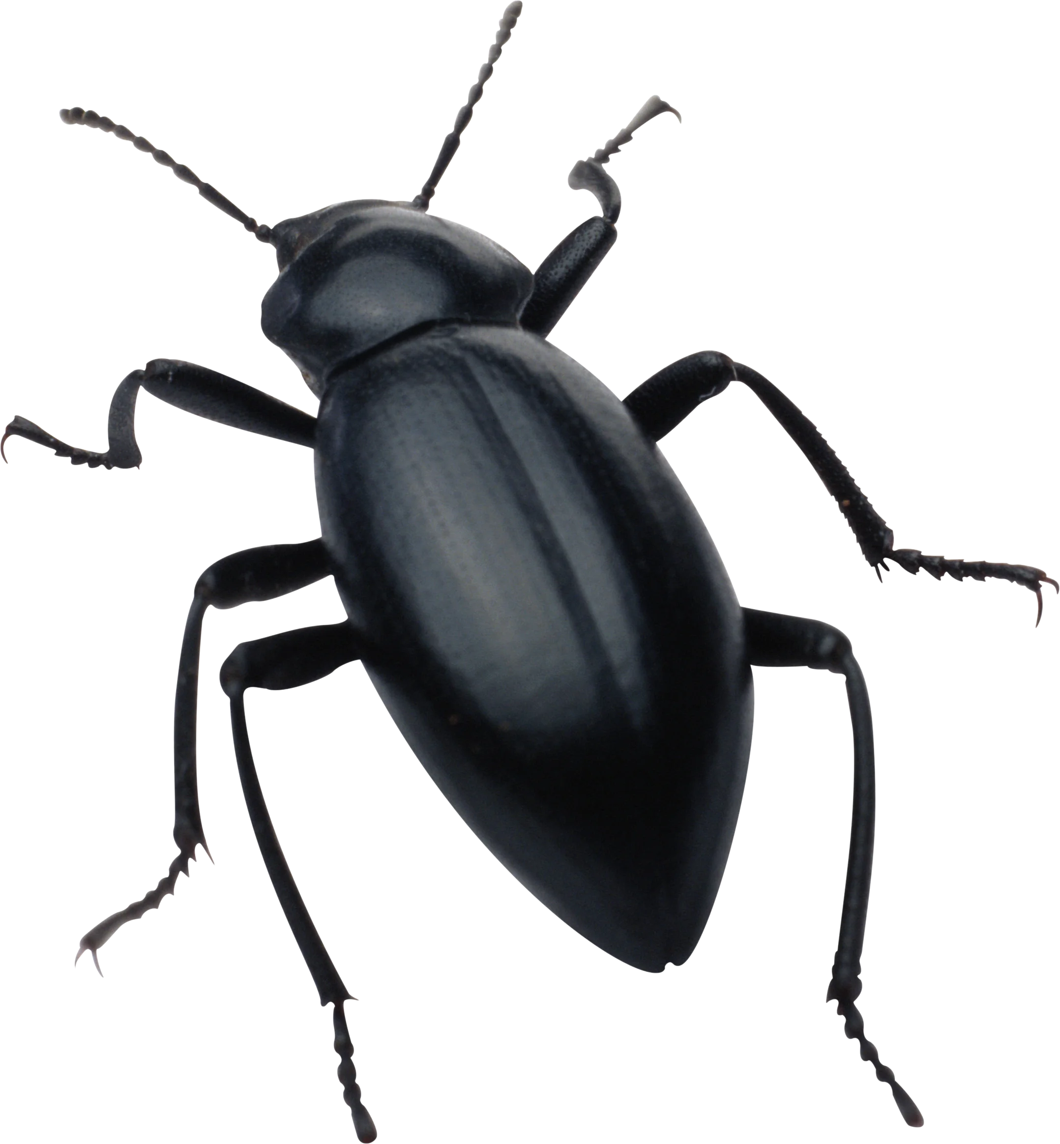 Monochromatic Black Beetle Clipart with Detailed Anatomical Precision