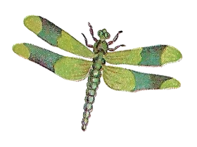 Vintage Watercolor Green and Blue Dragonfly Insect Clipart Illustration