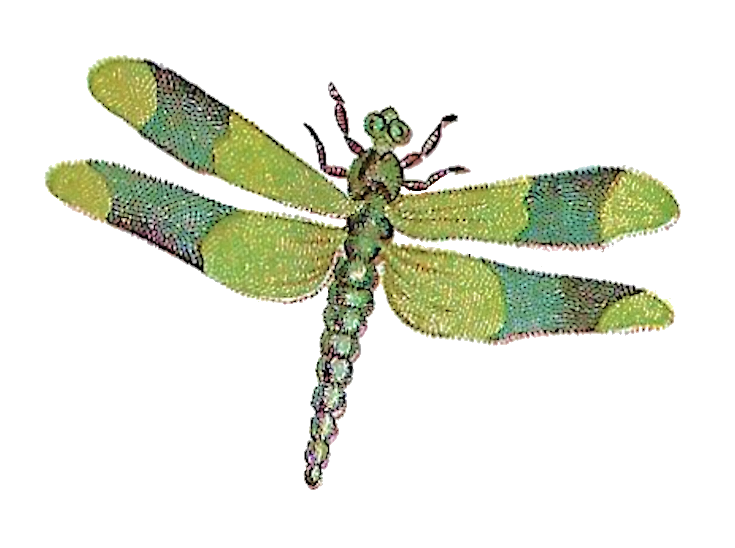 Vintage Watercolor Green and Blue Dragonfly Insect Clipart Illustration