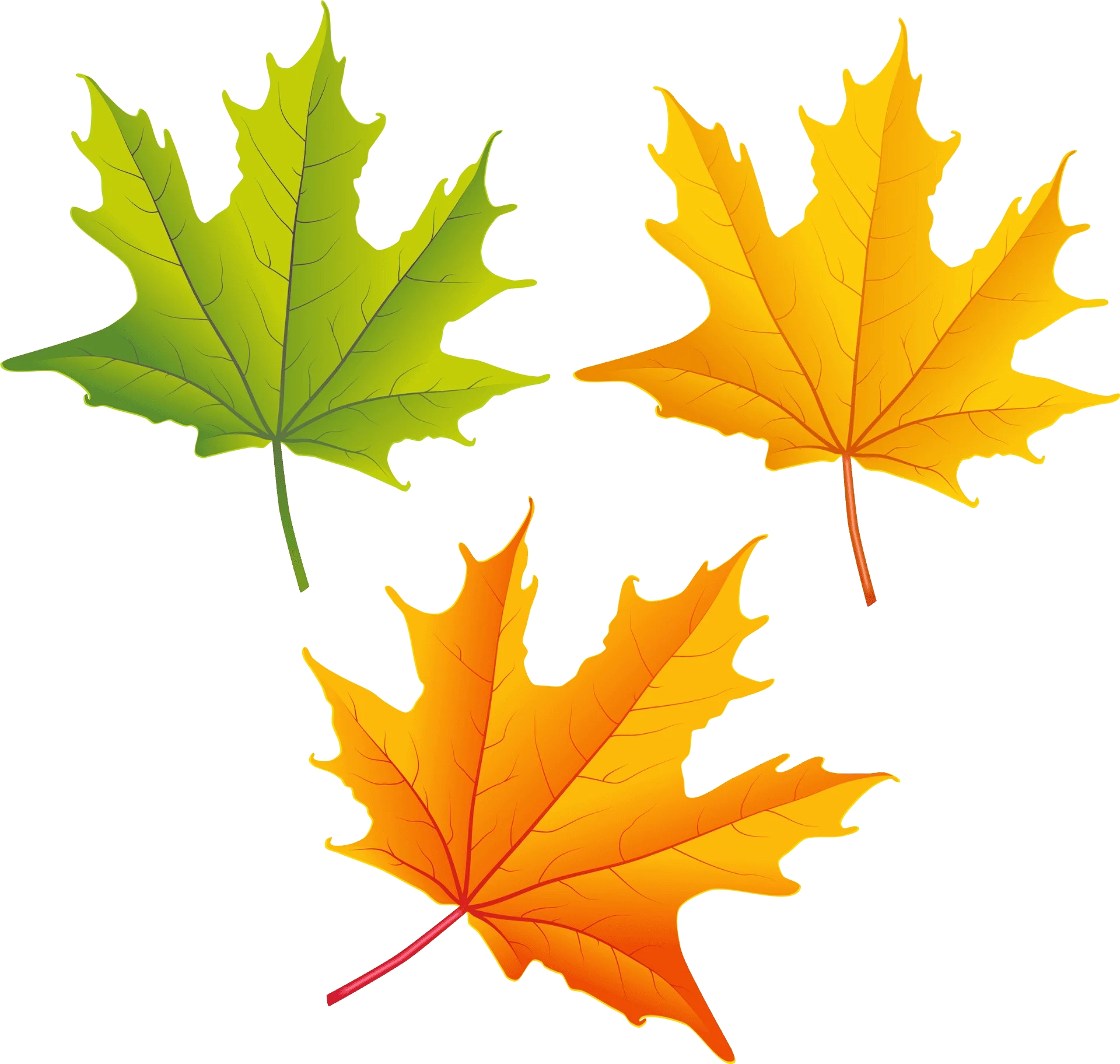Autumn Maple Leaves Clipart: A Seasonal Symphony of Green and Golden Hues
