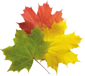 Autumn Maple Leaves Clipart Showcasing Seasonal Color Transformation Gradient