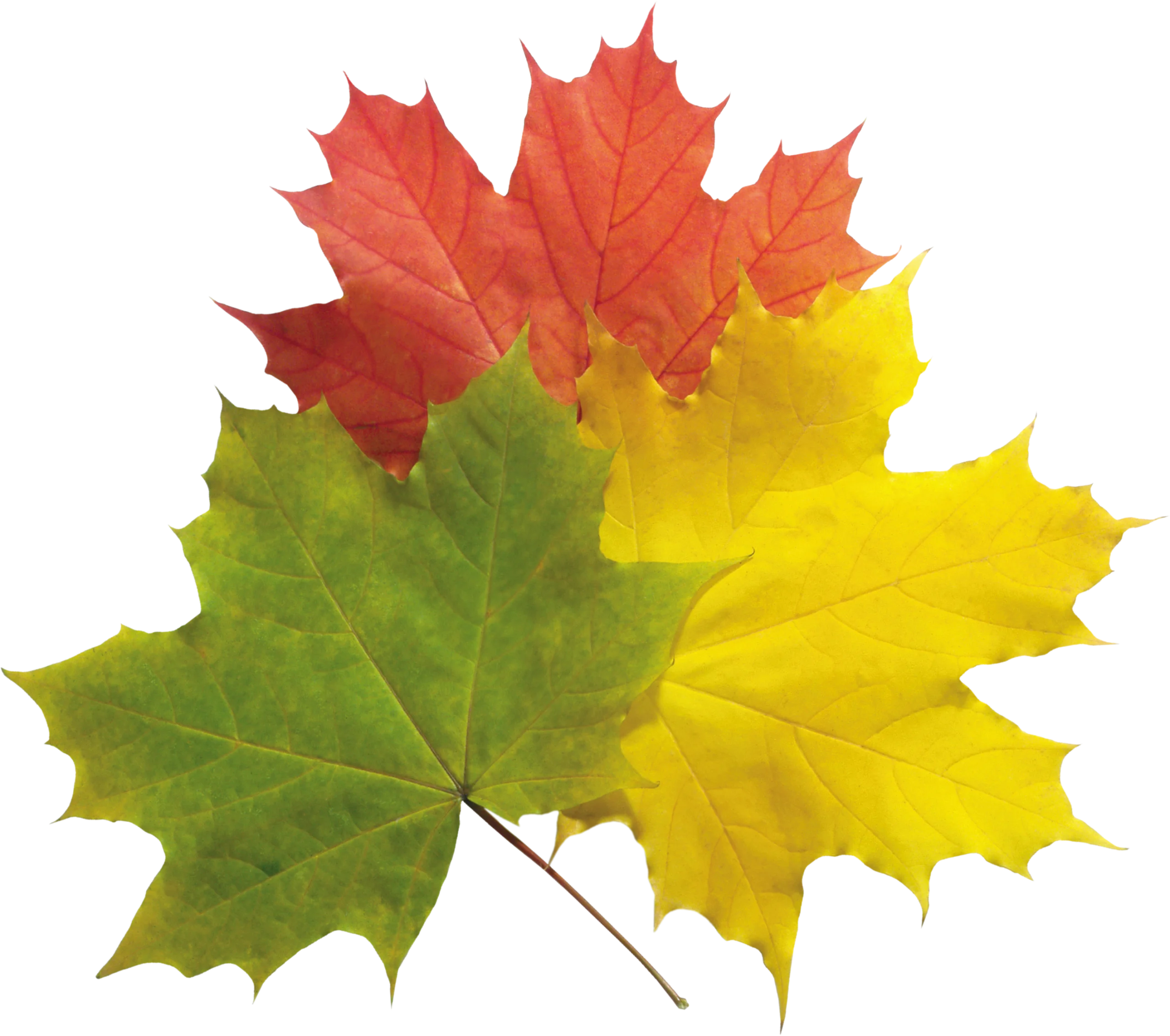 Autumn Maple Leaves Clipart Showcasing Seasonal Color Transformation Gradient