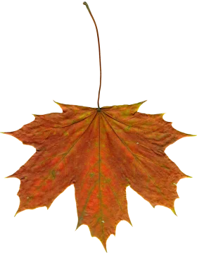 Autumnal Maple Leaf Clipart: Warm Hues of Seasonal Transformation
