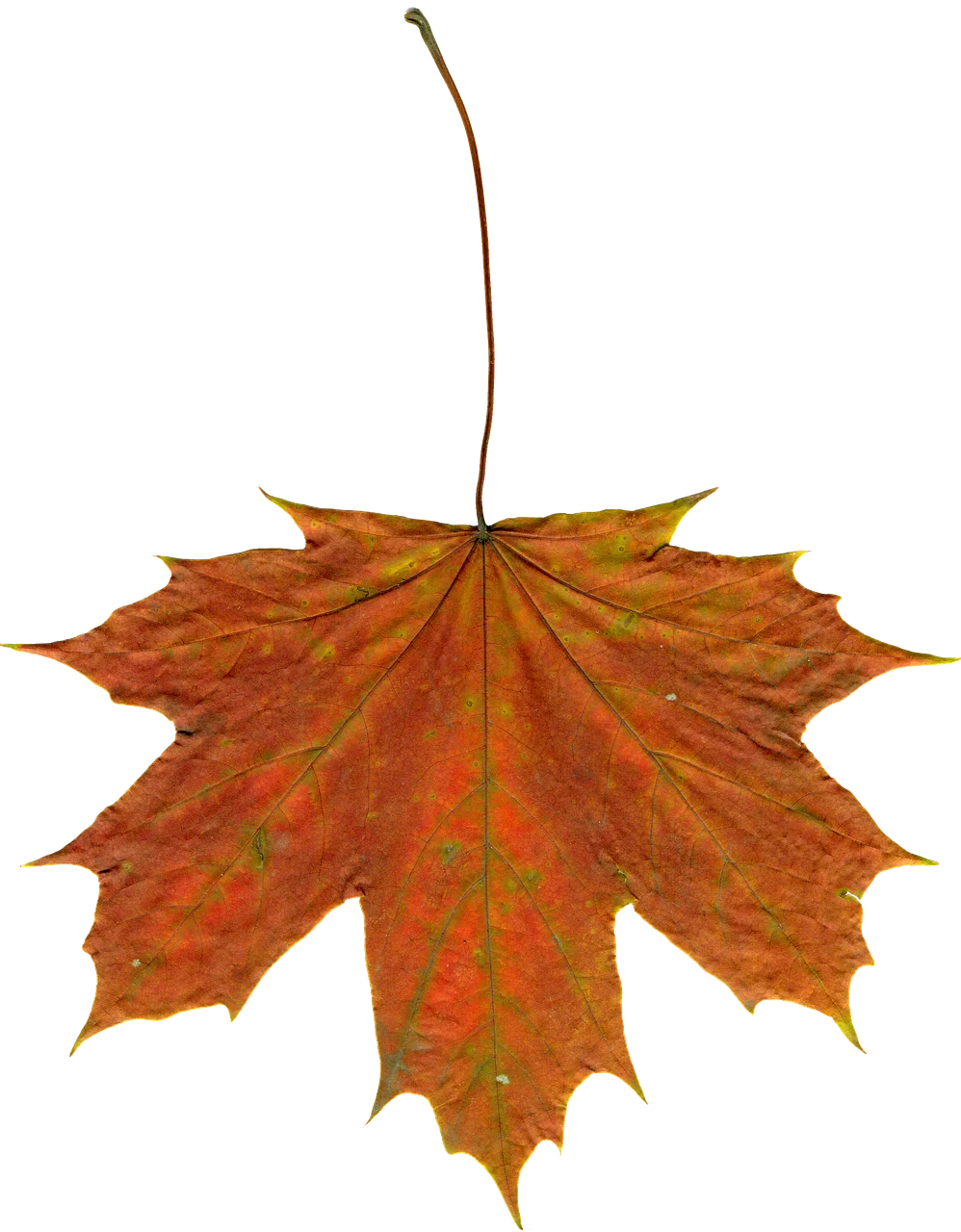Autumnal Maple Leaf Clipart: Warm Hues of Seasonal Transformation