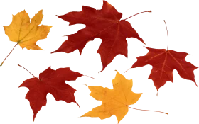 Autumn's Palette: Falling Maple Leaves Seasonal Clipart Collection