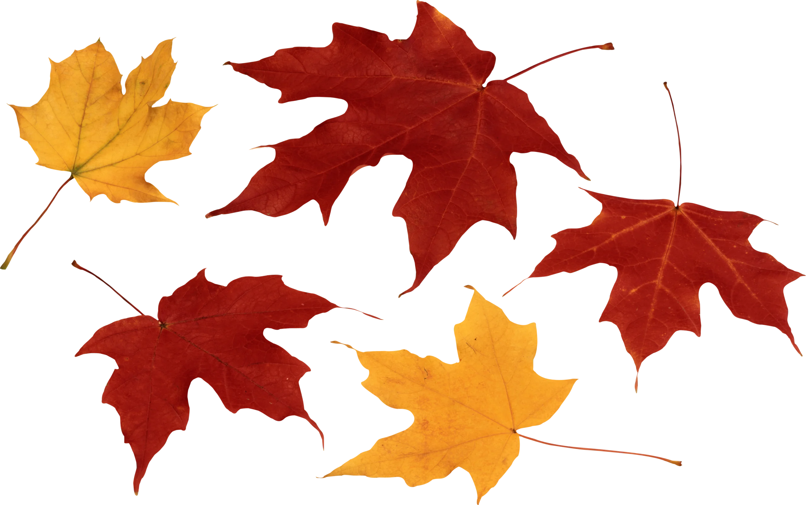 Autumn's Palette: Falling Maple Leaves Seasonal Clipart Collection