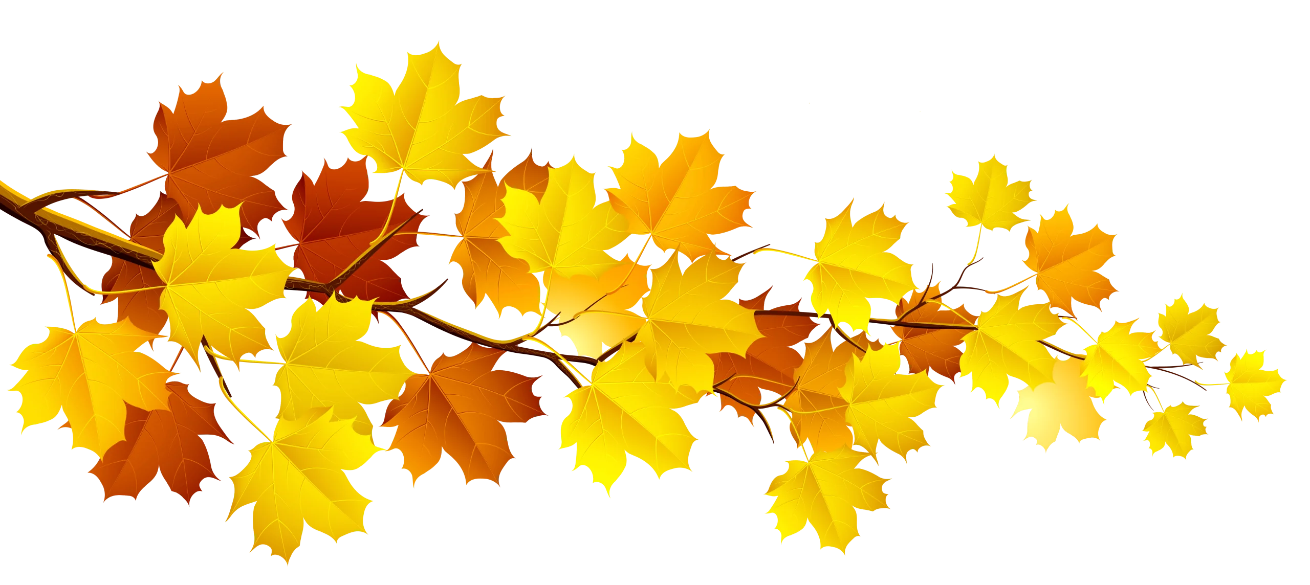 Elegant Autumn Maple Branch Clipart Showcasing Seasonal Color Transformation