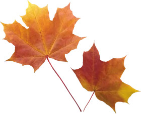 Elegant Autumn Maple Leaves Clipart - Warm Seasonal Nature Illustration