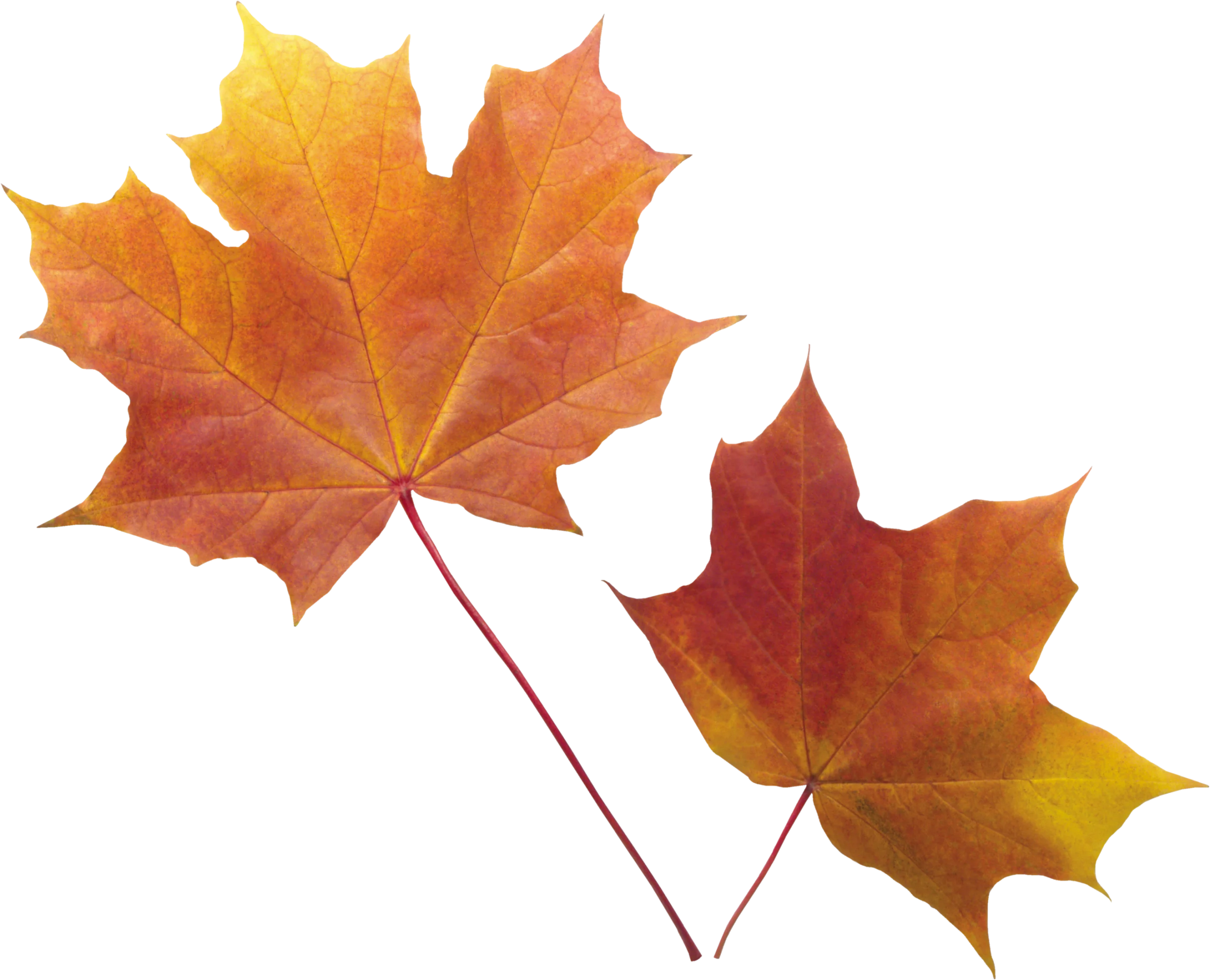Elegant Autumn Maple Leaves Clipart - Warm Seasonal Nature Illustration
