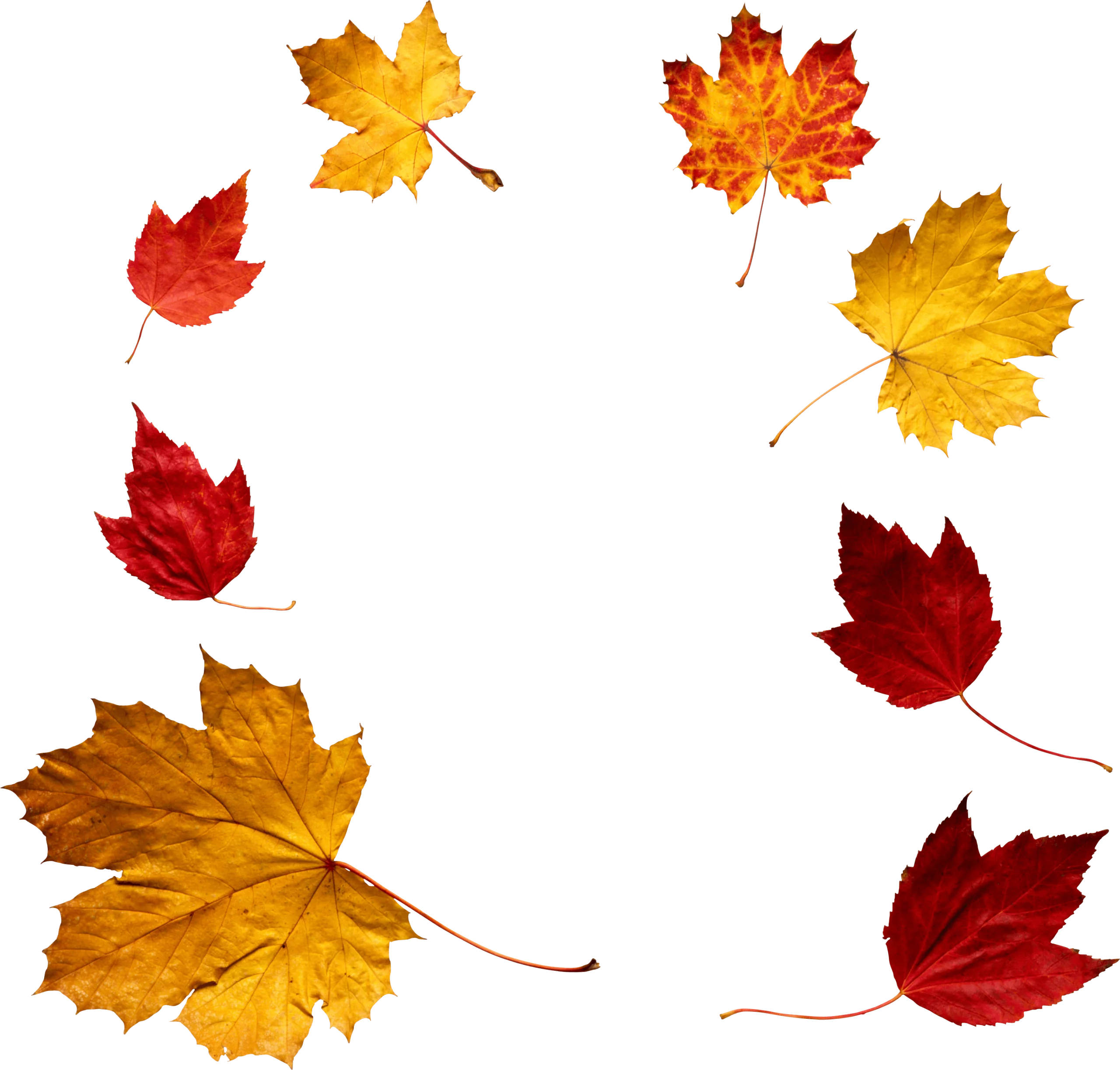 Elegant Autumn Maple Leaves Falling Gracefully - Seasonal Clipart Collection