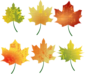 Enchanting Autumn Maple Leaves Clipart Collection: Seasonal Color Transition