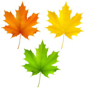 Seasonal Maple Leaf Transition: A Colorful Autumn Clipart Collection of Changing Foliage