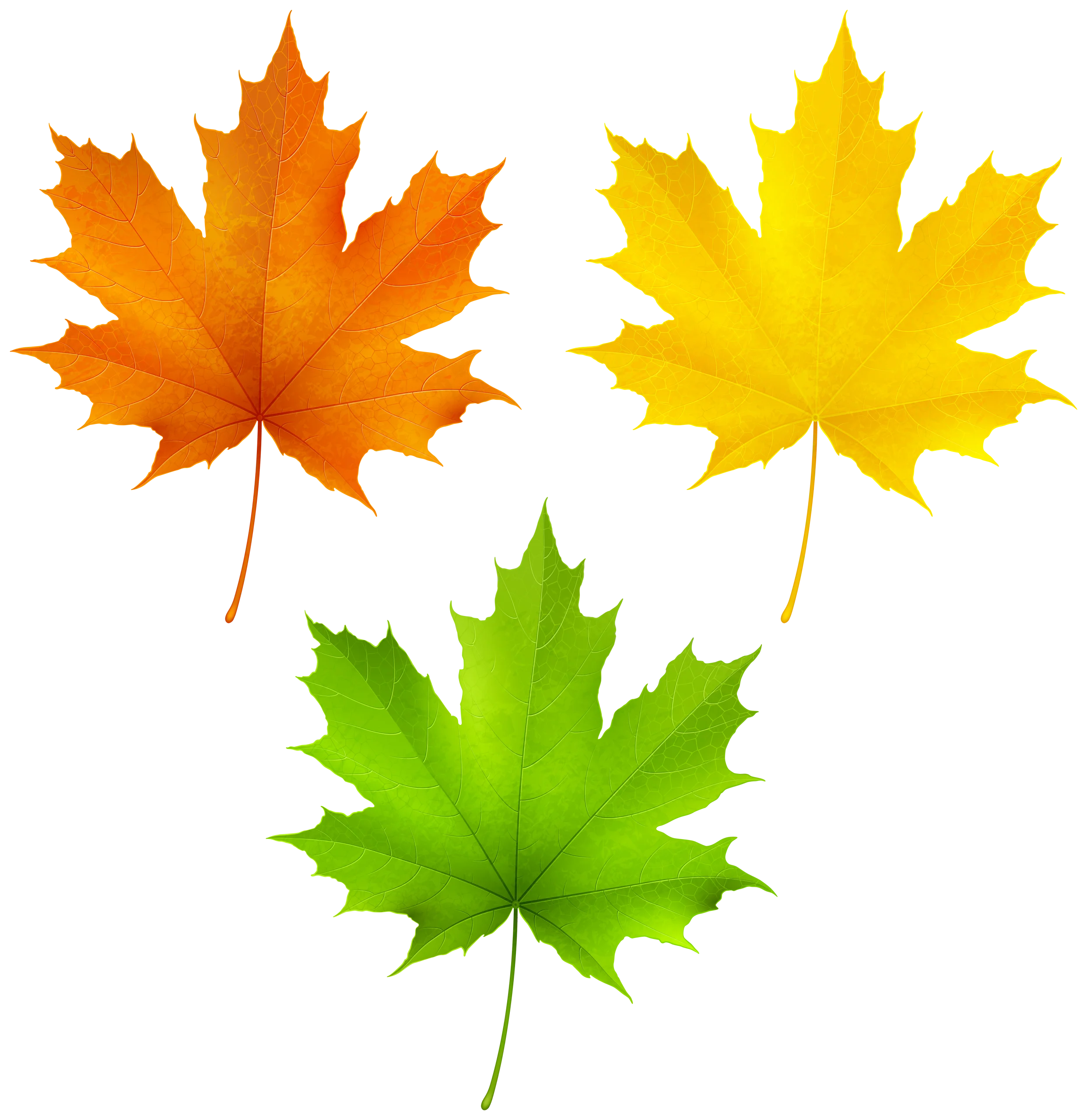 Seasonal Maple Leaf Transition: A Colorful Autumn Clipart Collection of Changing Foliage