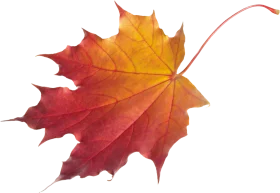 Warm Autumn Maple Leaf Clipart - Fiery Gradient of Seasonal Change