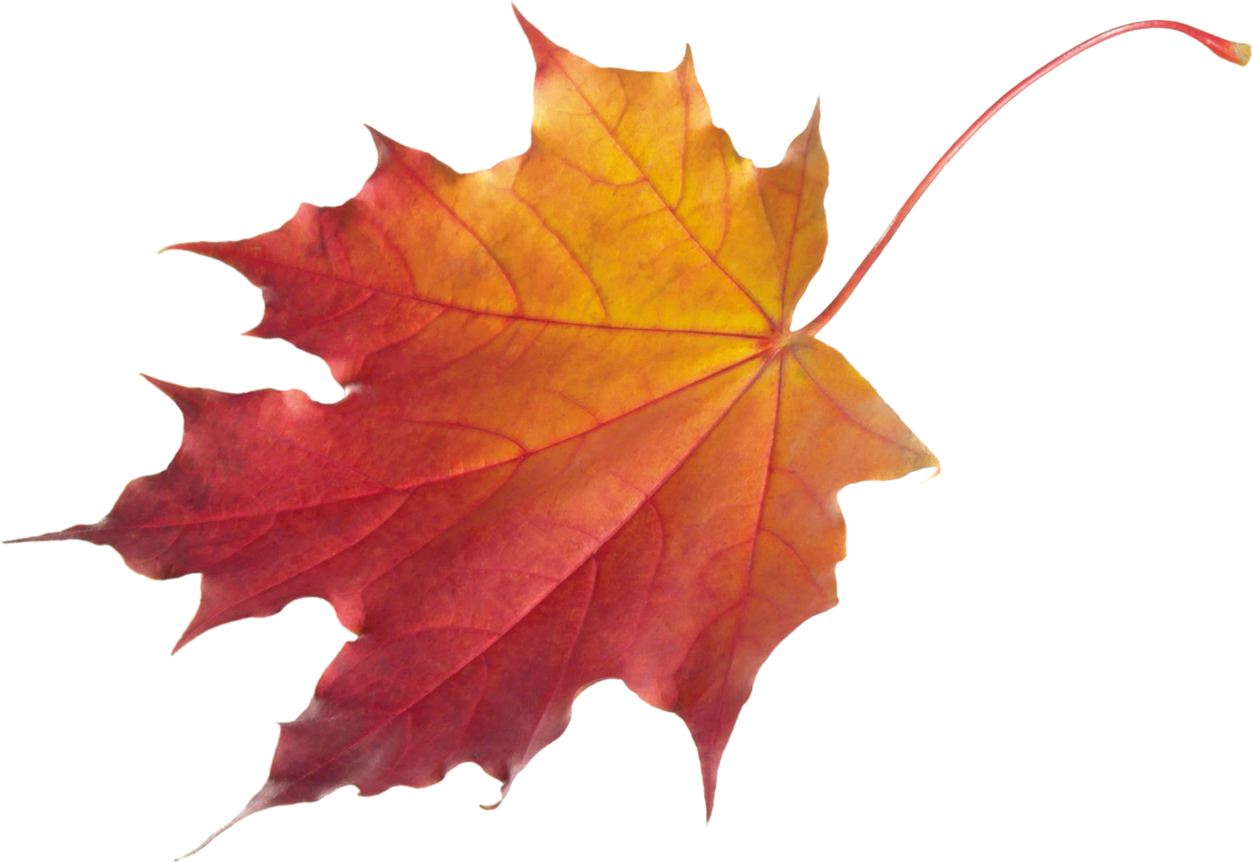 Warm Autumn Maple Leaf Clipart - Fiery Gradient of Seasonal Change