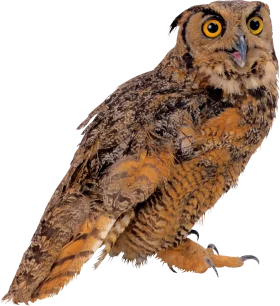 Majestic Great Horned Owl Clipart with Intricate Feather Texture and Piercing Gaze