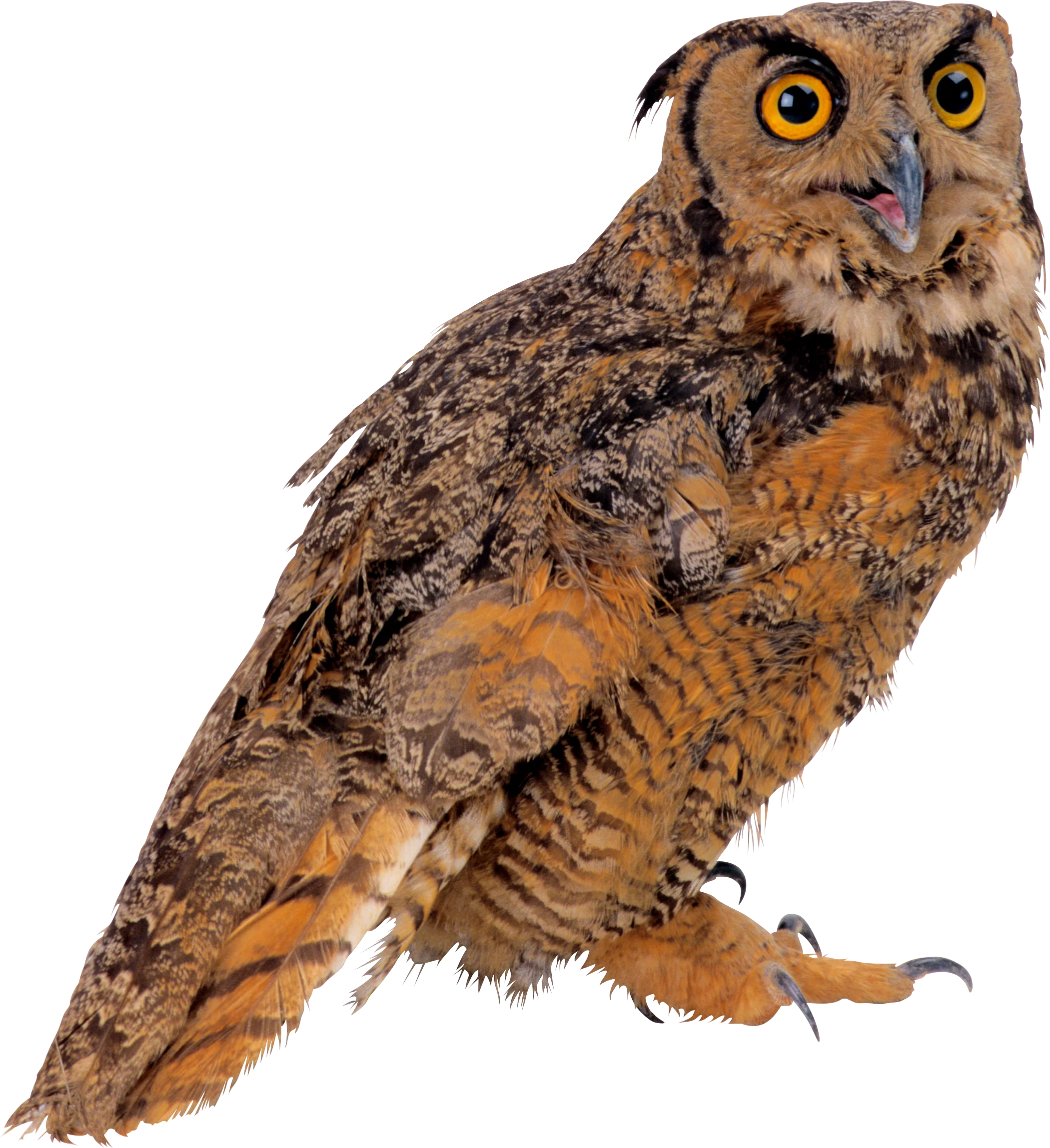 Majestic Great Horned Owl Clipart with Intricate Feather Texture and Piercing Gaze