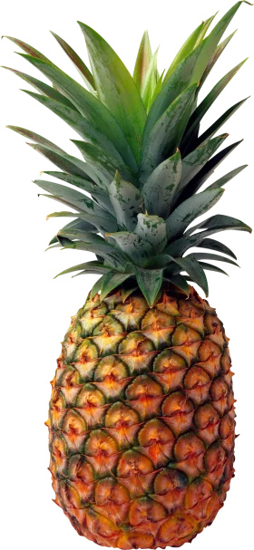 Fresh Tropical Pineapple Clipart: Detailed Illustration of Golden Fruit with Green Leaves