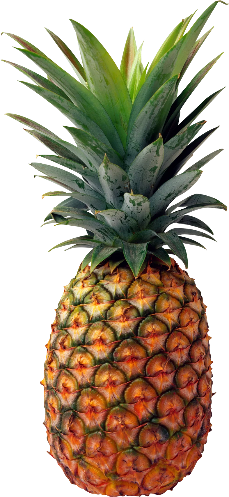 Fresh Tropical Pineapple Clipart: Detailed Illustration of Golden Fruit with Green Leaves