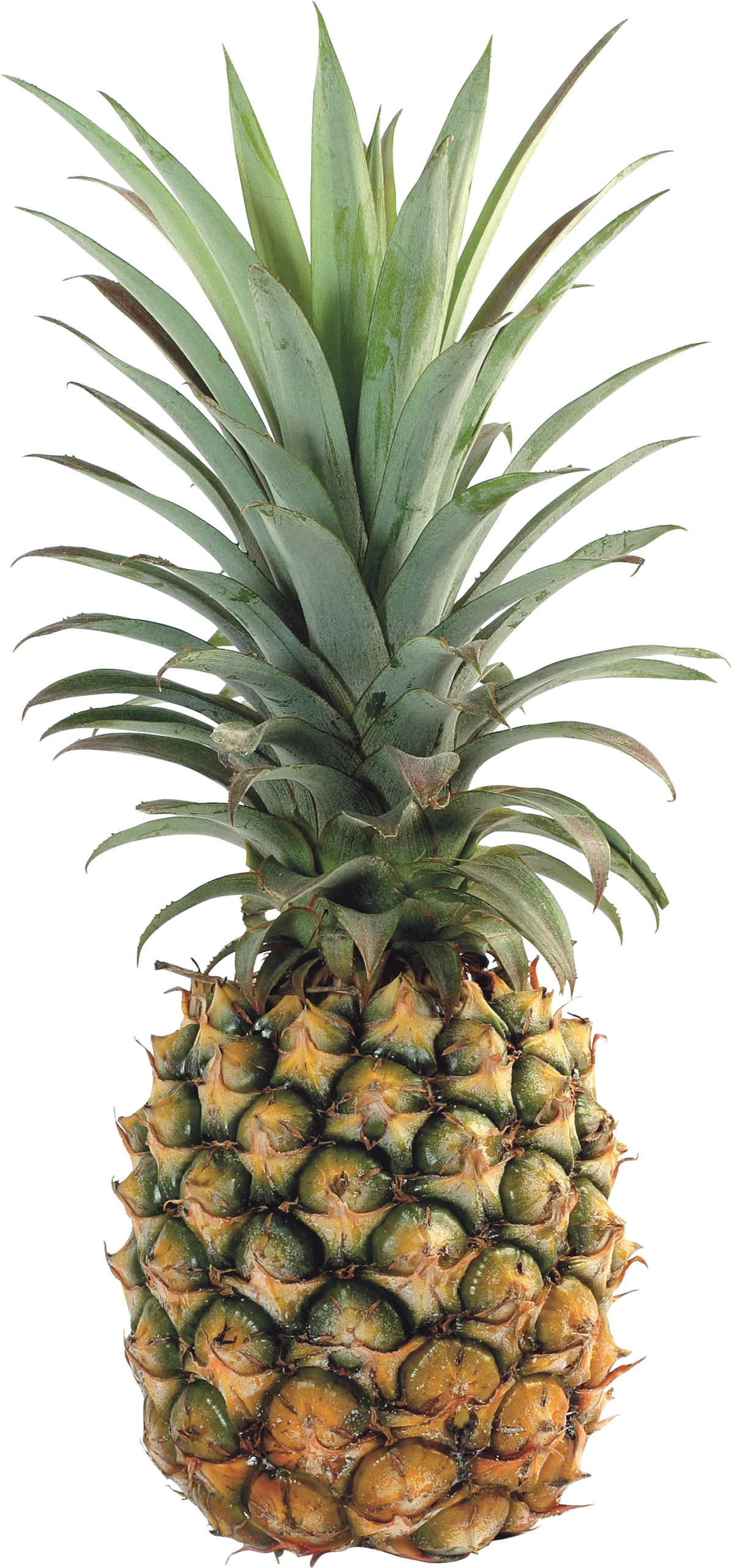 Realistic Tropical Pineapple Clipart with Textured Golden-Green Surface