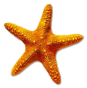 Golden Sunshine Starfish Clipart: Marine Life Illustration with Textured Surface
