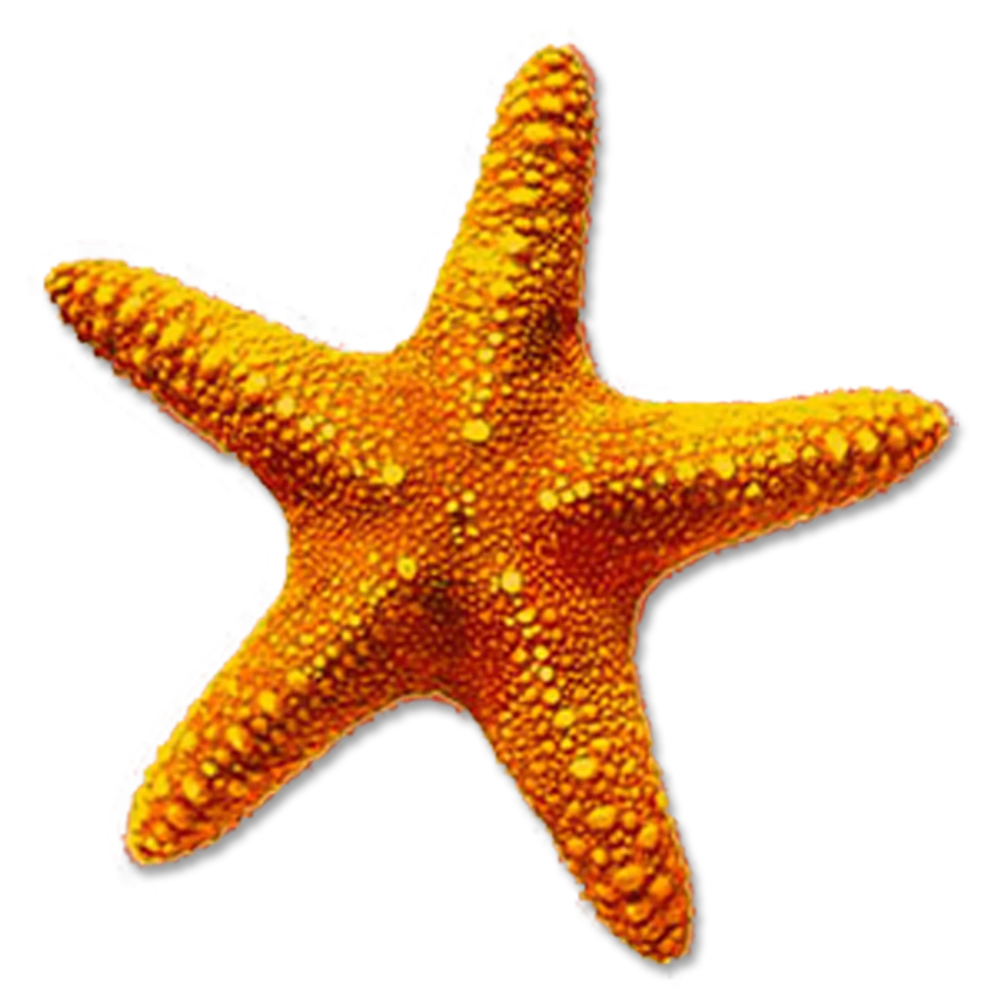 Golden Sunshine Starfish Clipart: Marine Life Illustration with Textured Surface