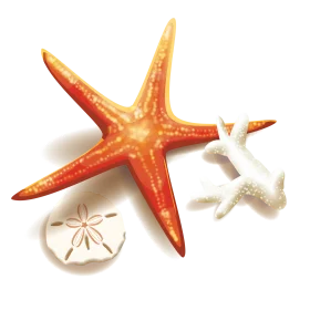 Radiant Orange Starfish and Sand Dollar Marine Life Clipart Collection