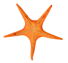 Radiant Orange Starfish Clipart: A Symmetrical Marine Wonder with Pointed Limbs