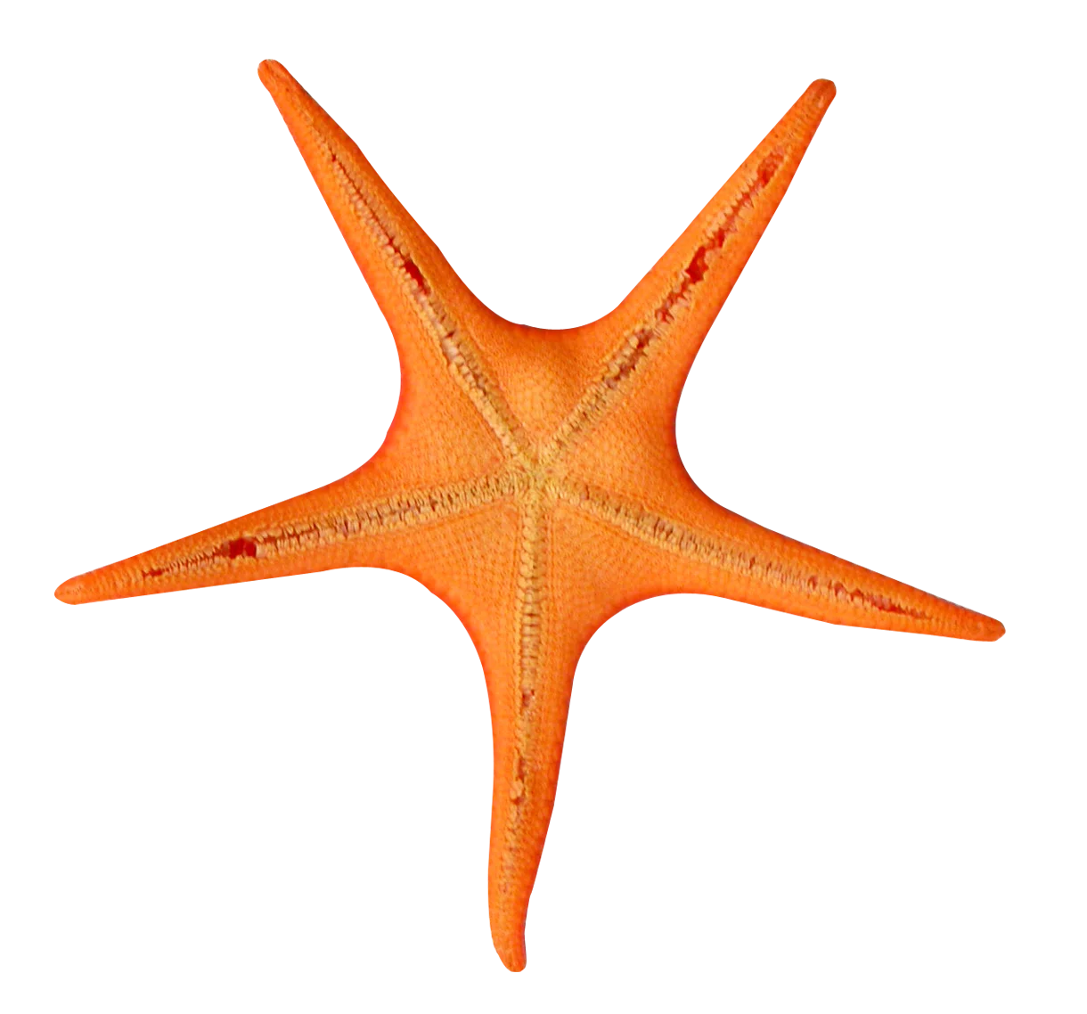 Radiant Orange Starfish Clipart: A Symmetrical Marine Wonder with Pointed Limbs
