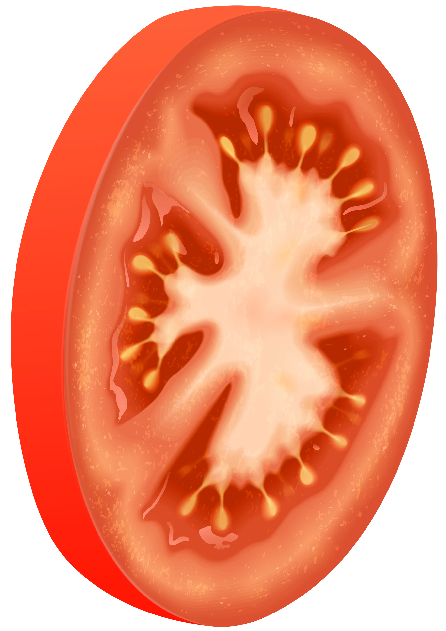 Fresh Juicy Sliced Tomato Clipart with Intricate Seed Patterns and Radiant Color