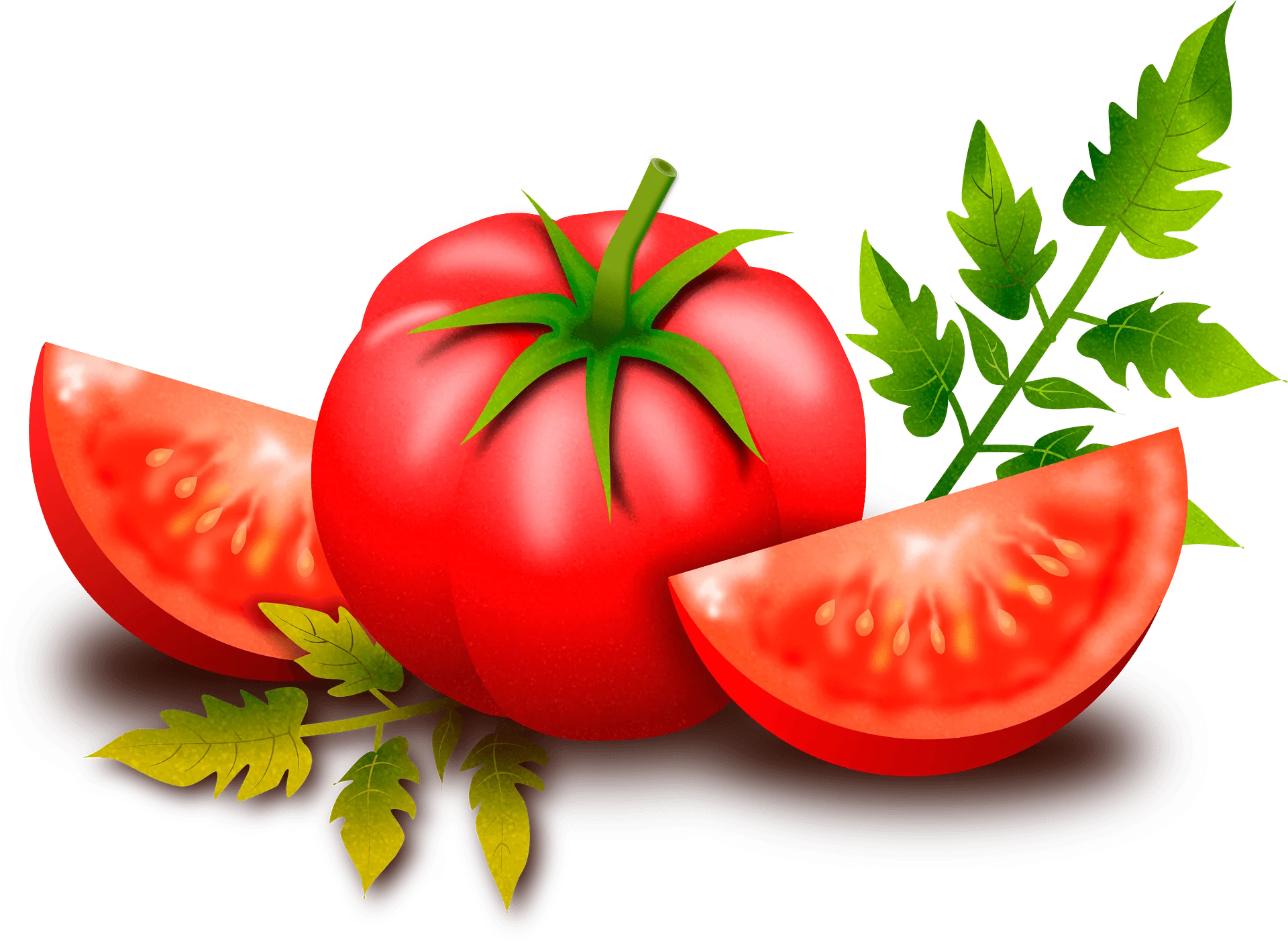 Fresh Red Ripe Tomatoes Clipart Design with Leafy Green Stems and Slices
