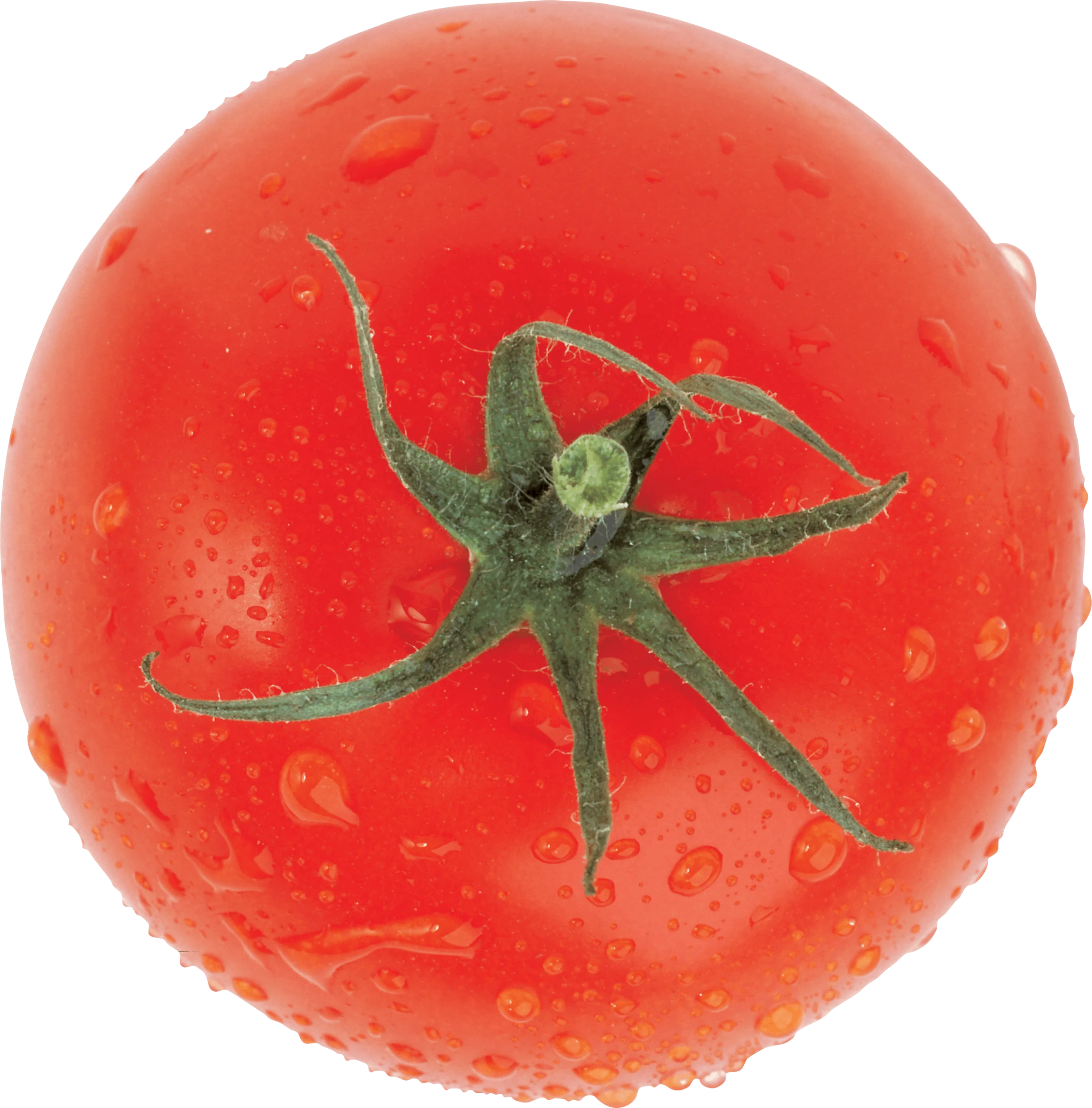 Fresh Ripe Red Tomato Clipart with Glistening Water Droplets and Green Stem
