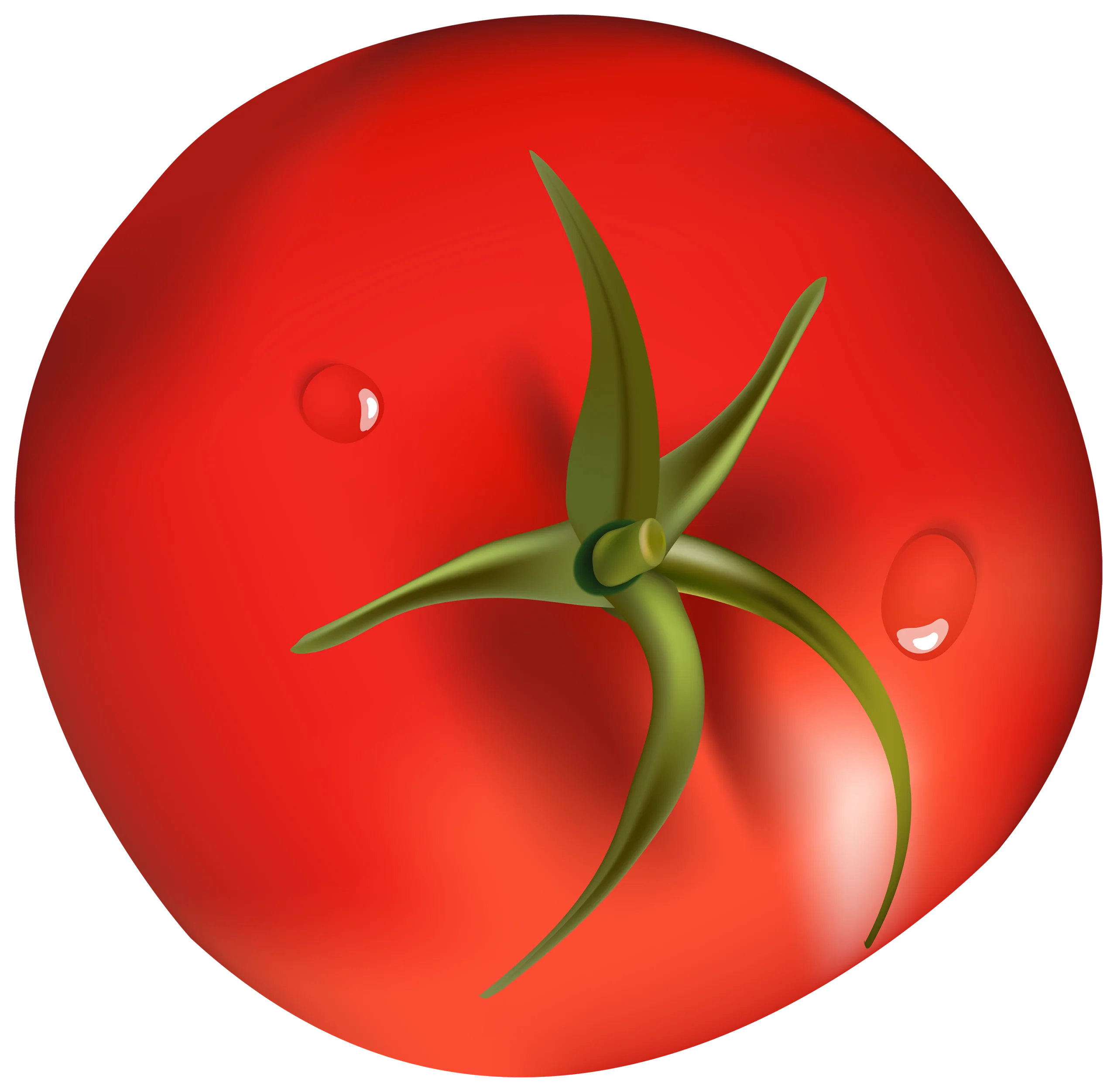 Fresh Ripe Red Tomato Clipart with Glossy Surface and Green Stem Illustration