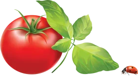 Ripe Red Tomato with Fresh Green Basil Leaves and Tiny Ladybug Clipart Illustration