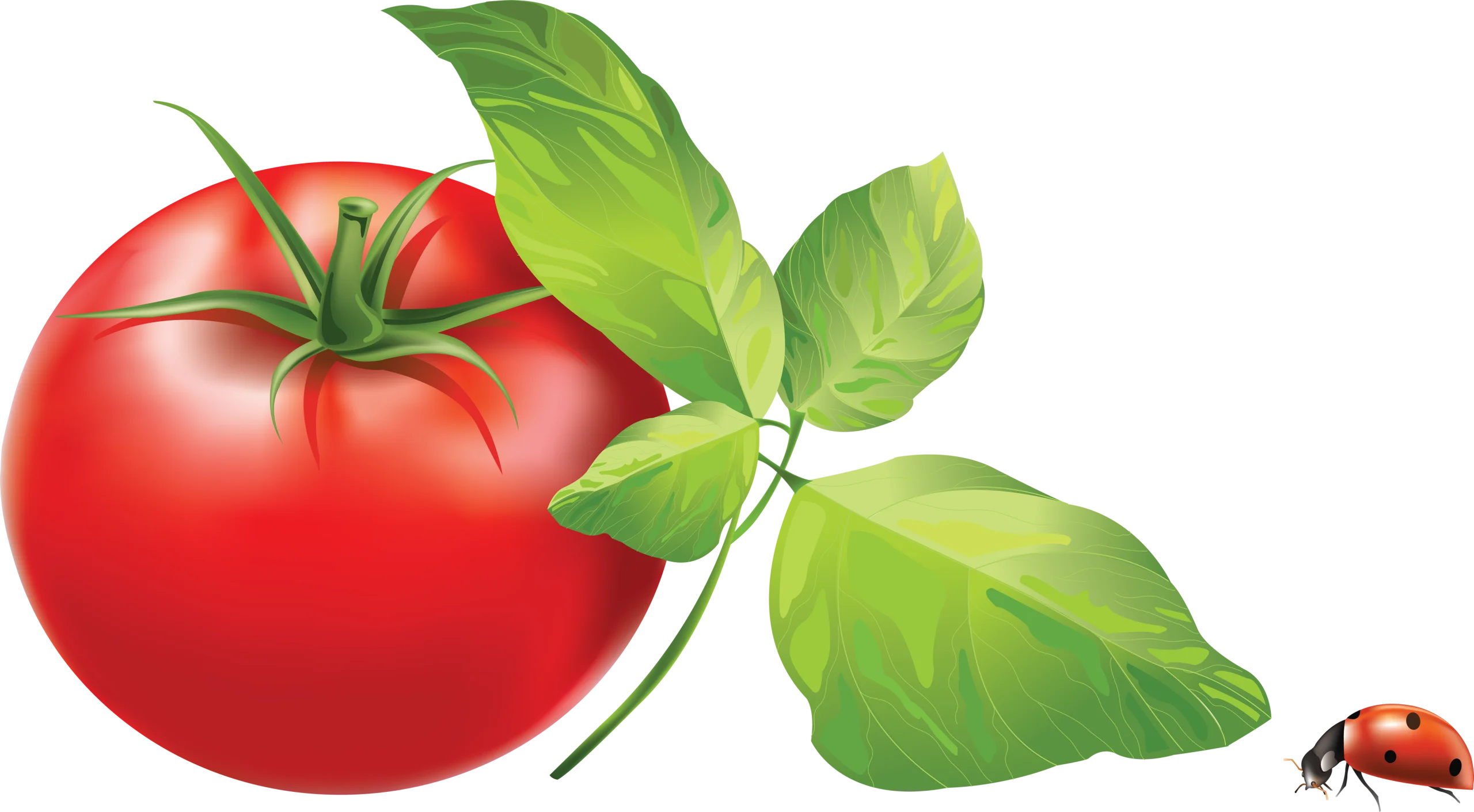 Ripe Red Tomato with Fresh Green Basil Leaves and Tiny Ladybug Clipart Illustration
