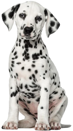 Adorable Dalmatian Puppy Sitting Pretty: A Charming Black and White Clipart Design