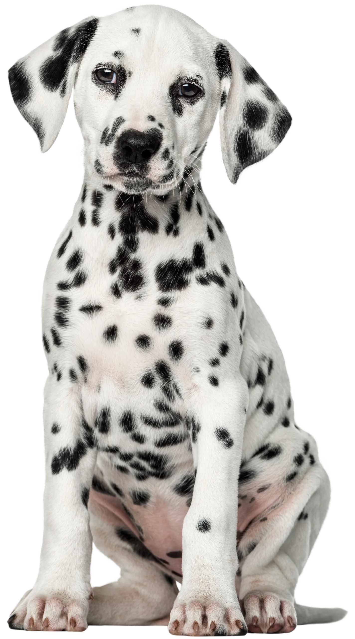 Adorable Dalmatian Puppy Sitting Pretty: A Charming Black and White Clipart Design