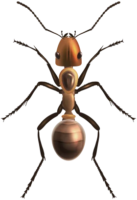 Detailed Macro Illustration of Realistic Ant Clipart with Segmented Body Design