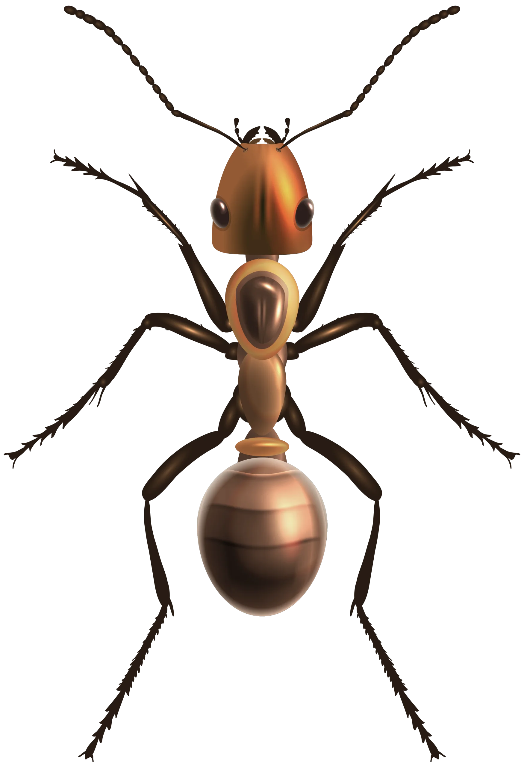 Detailed Macro Illustration of Realistic Ant Clipart with Segmented Body Design