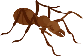 Minimalist Brown Ant Clipart Design with Simplified Anatomical Details