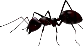 Monochromatic Black Ant Clipart with Detailed Anatomical Precision and Sharp Silhouette