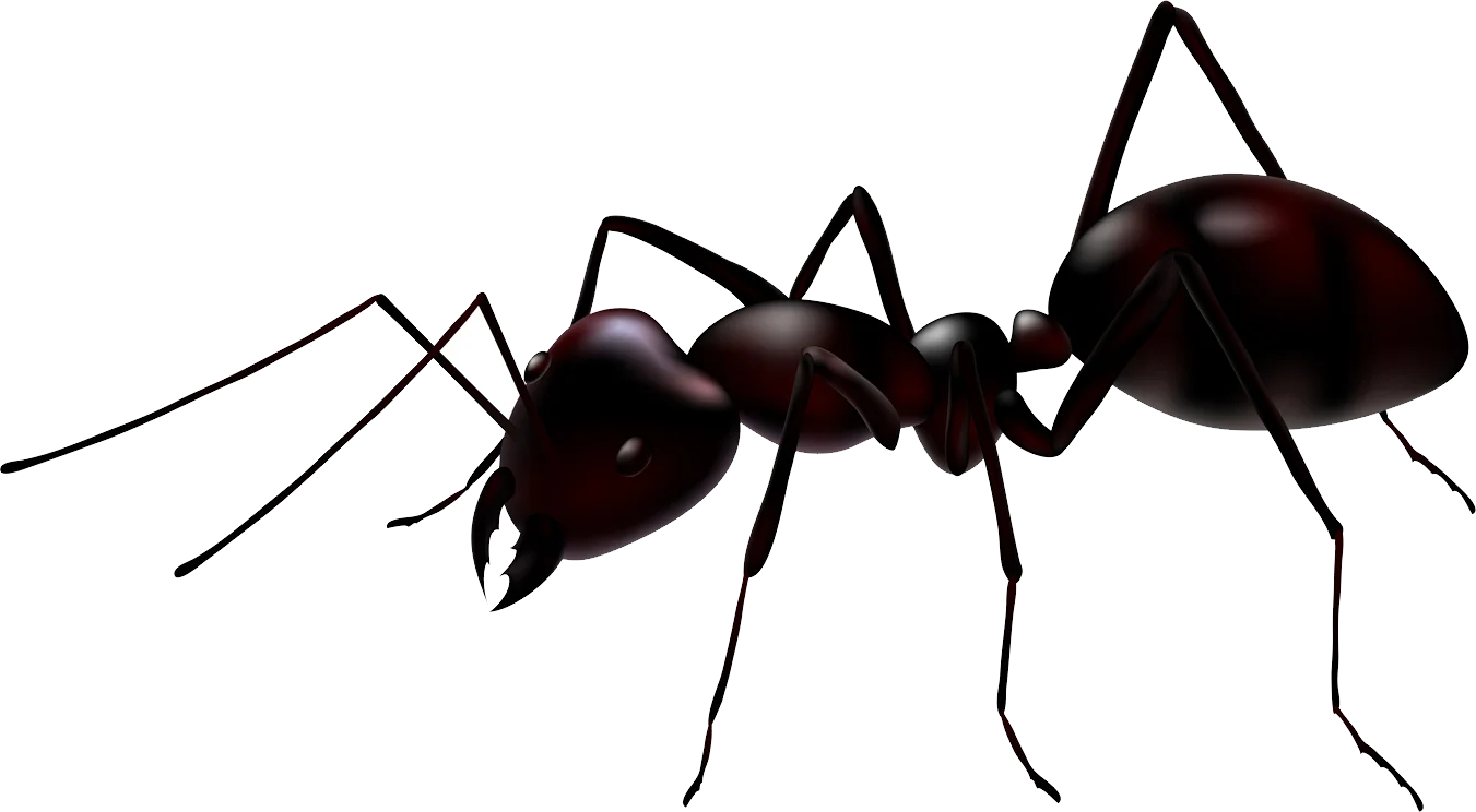 Monochromatic Black Ant Clipart with Detailed Anatomical Precision and Sharp Silhouette
