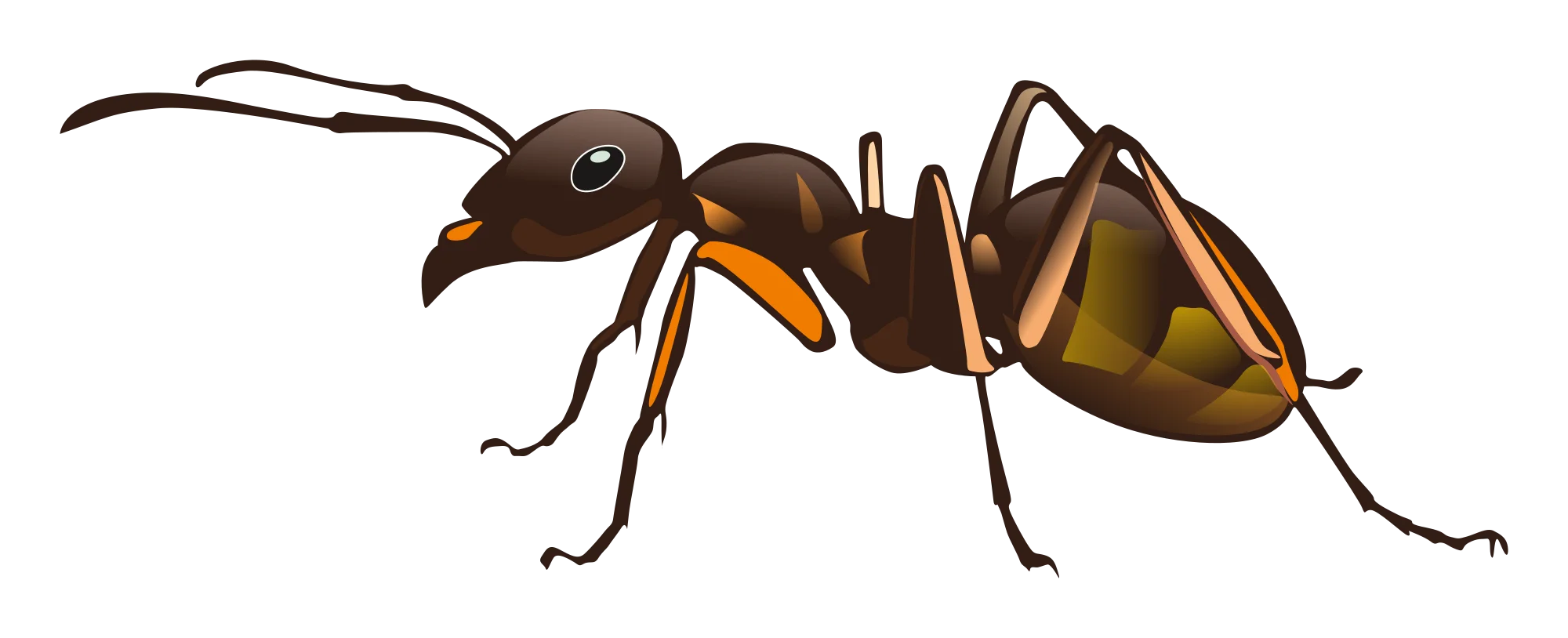 Realistic Detailed Ant Clipart Illustration with Intricate Anatomical Features